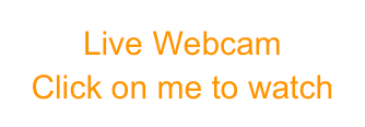 Live Webcam
Click on me to watch